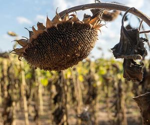 DWD zieht Bilanz: Frühling extrem trocken und überdurchschnittlich warm