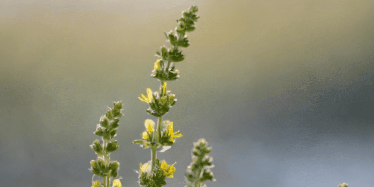 Pollenflug Gänsefuß - Allergie, Blütezeit und Pollenflug von Gänsefuß - Informationen rund um Pollenflug Gänsefuß Gänsefuß
