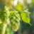 Hopfen
